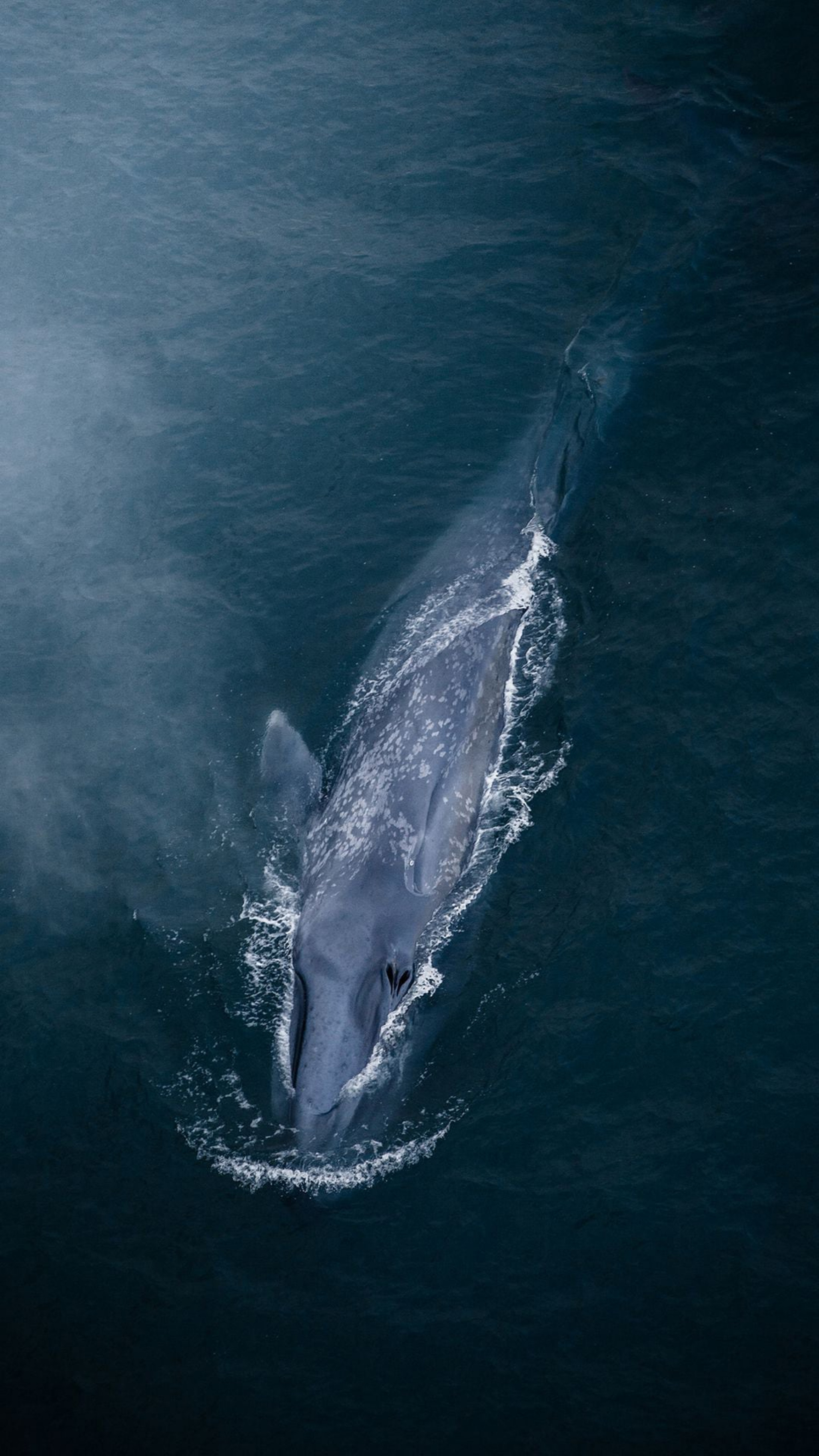 bluewhale medium 